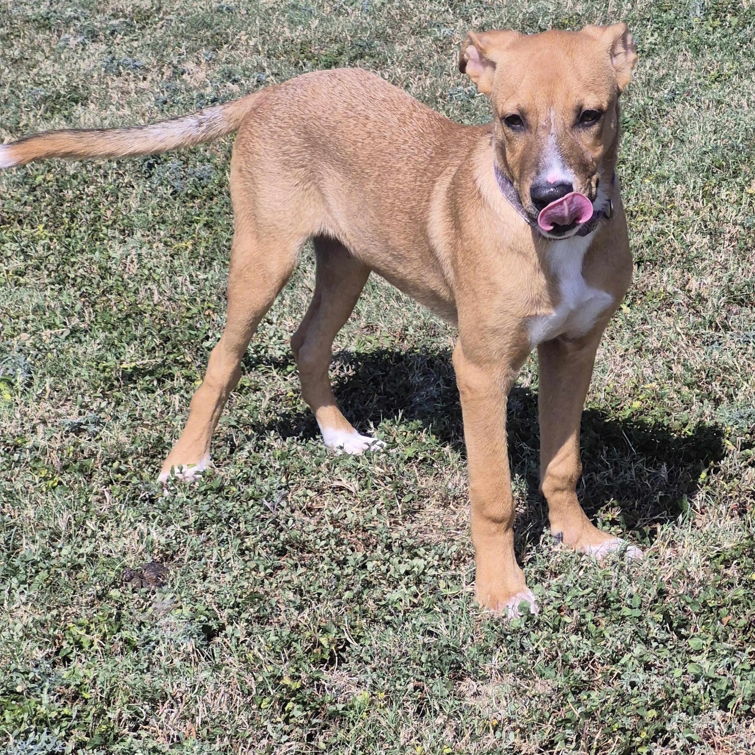 Enlarge Salsa, a Adoptable Mixed Breed in Schertz, TX image 2/5