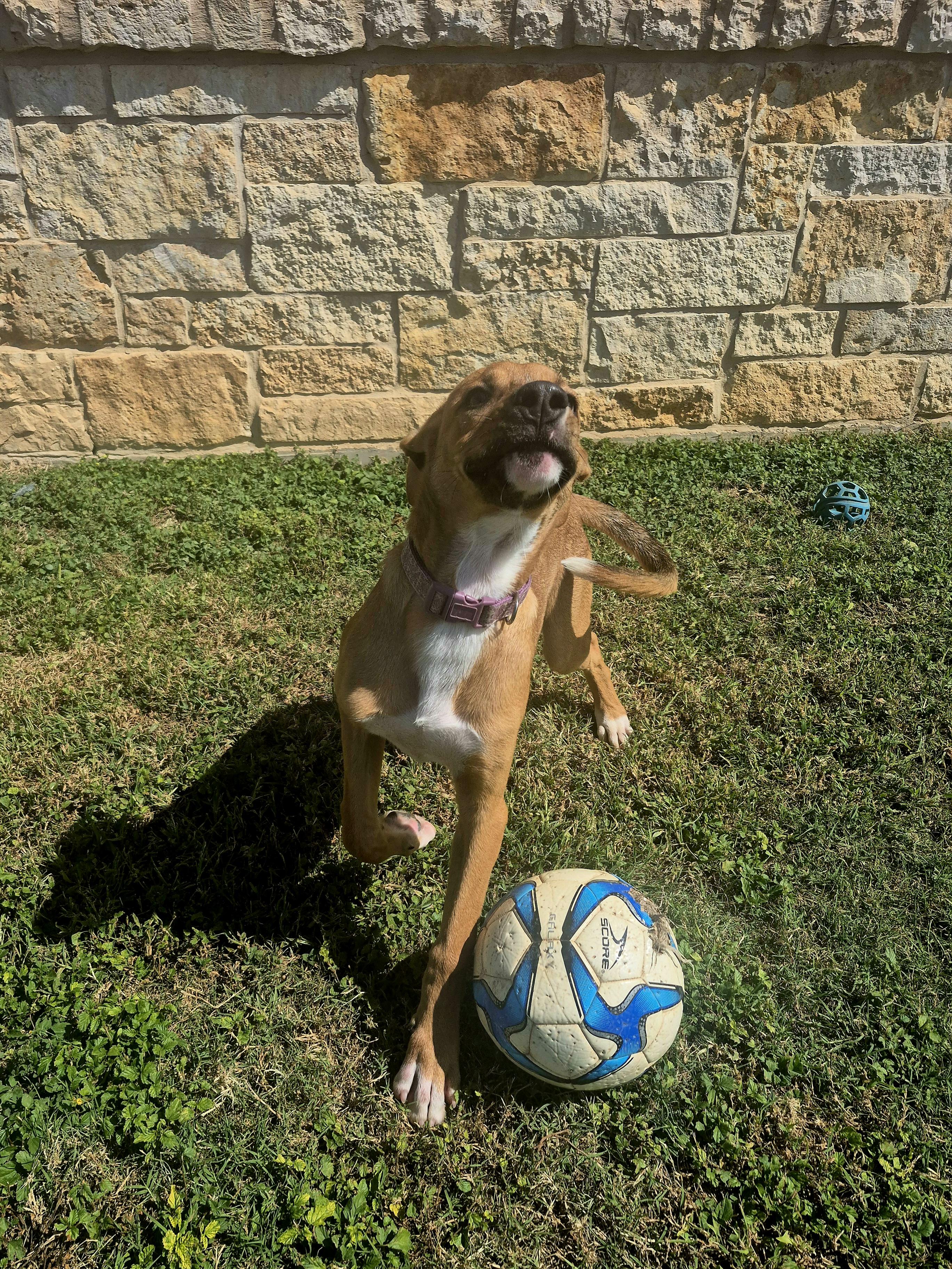 Enlarge Salsa, a Adoptable Mixed Breed in Schertz, TX image 4/5