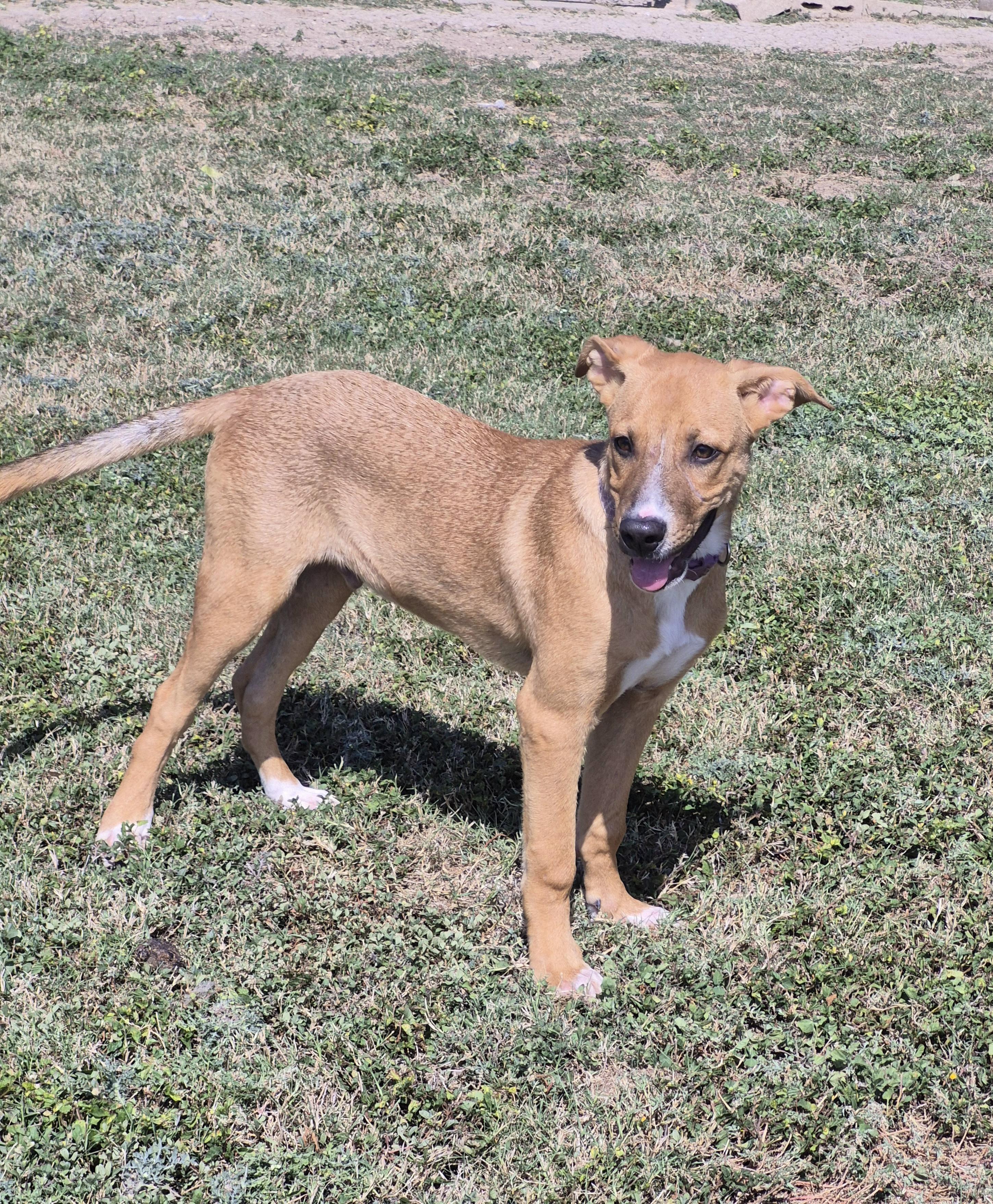Salsa, Adoptable, Young Male Mixed Breed.