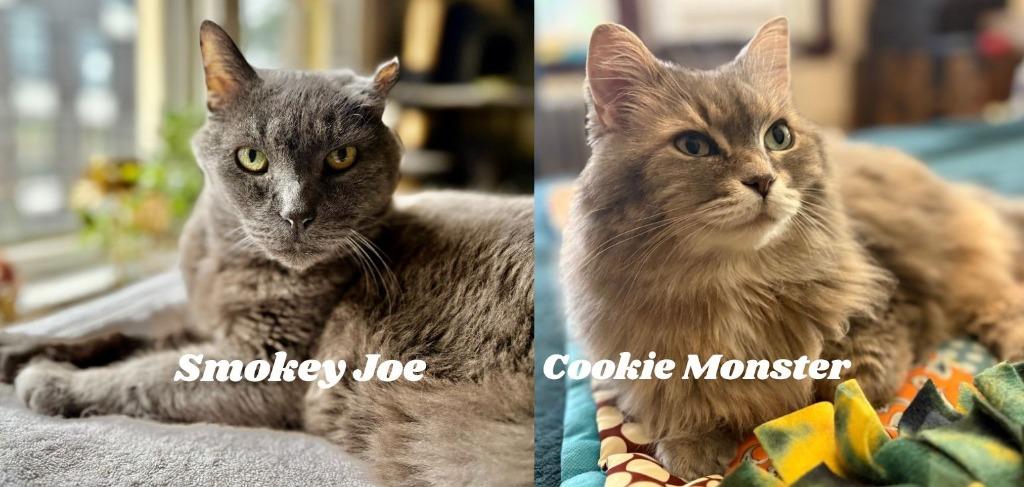 Enlarge Smokey Joe / Cookie Monster, a Adoptable mixed breed in Minneapolis, MN image 3/4