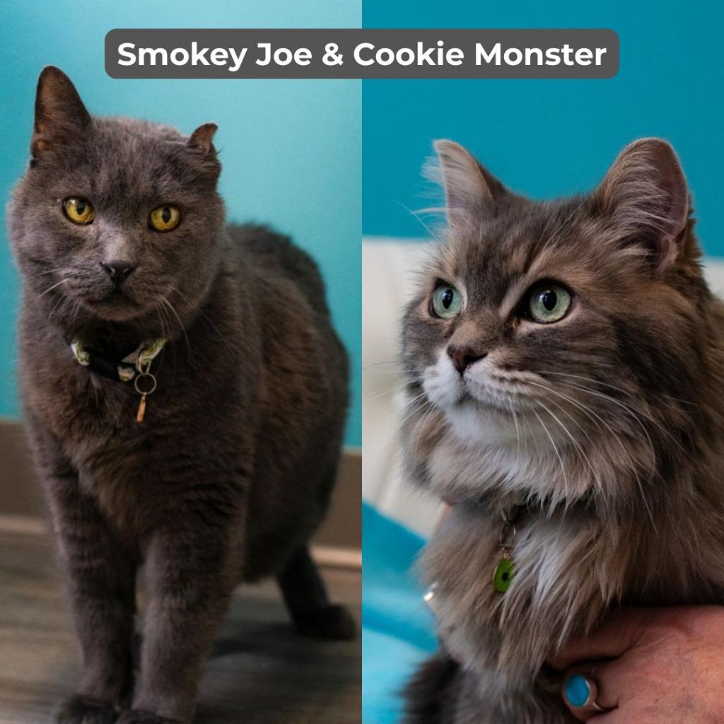 Smokey Joe / Cookie Monster, Adoptable, Senior Male Domestic Short Hair.