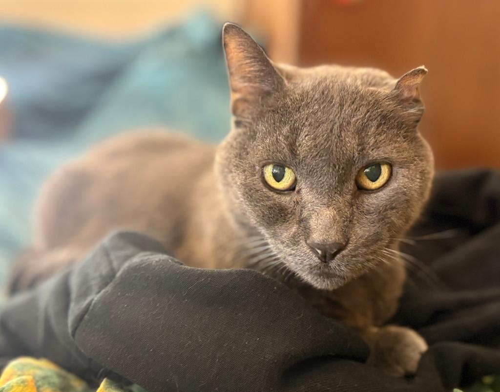 Smokey Joe, Adoptable, Senior Male Domestic Short Hair.