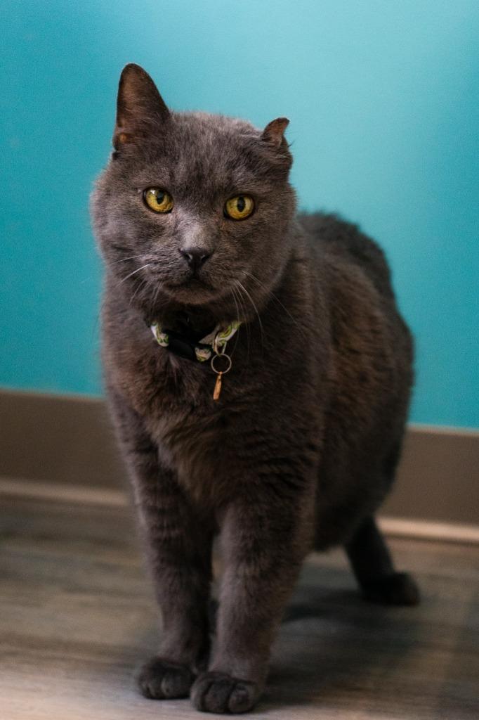 Smokey Joe, Adoptable, Senior Male Domestic Short Hair.