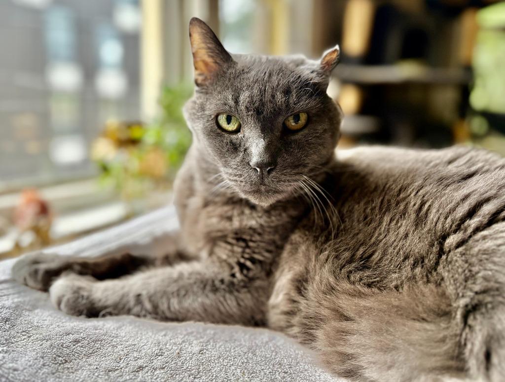 Enlarge Smokey Joe, a Adoptable mixed breed in Minneapolis, MN image 4/4