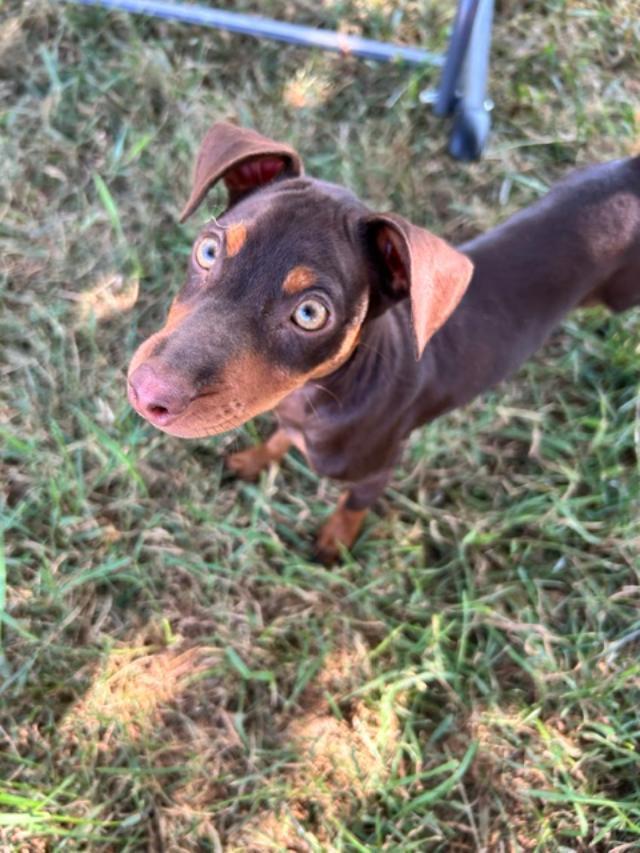 Percy, Adoptable, Puppy Male Miniature Pinscher.