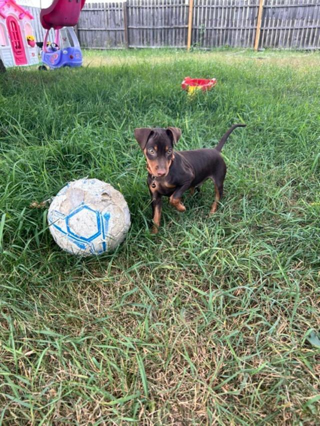 Enlarge Percy, a Adoptable Miniature Pinscher in Grand Rapids, MI image 2/3