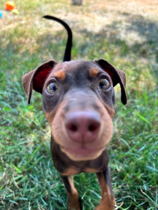 Enlarge Percy, a Adoptable Miniature Pinscher in Grand Rapids, MI image 3/3