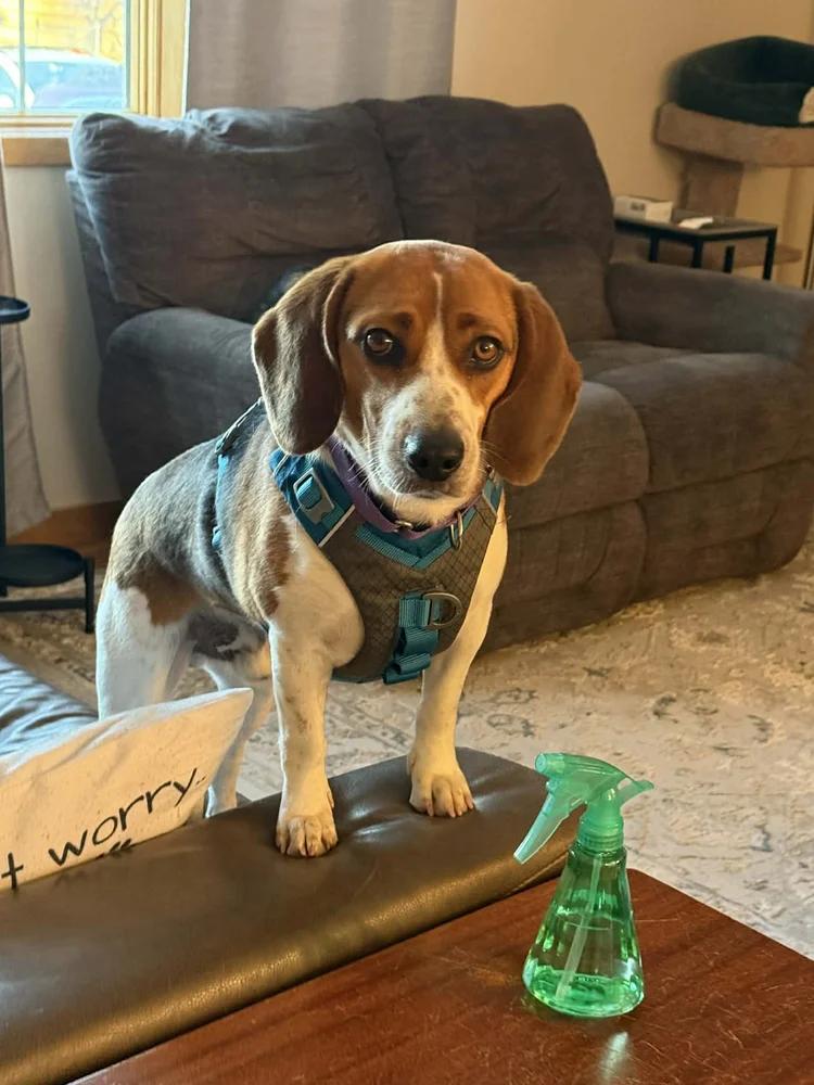 Enlarge Charlie, a ADOPTABLE Beagle in St. Paul, MN image 4/4