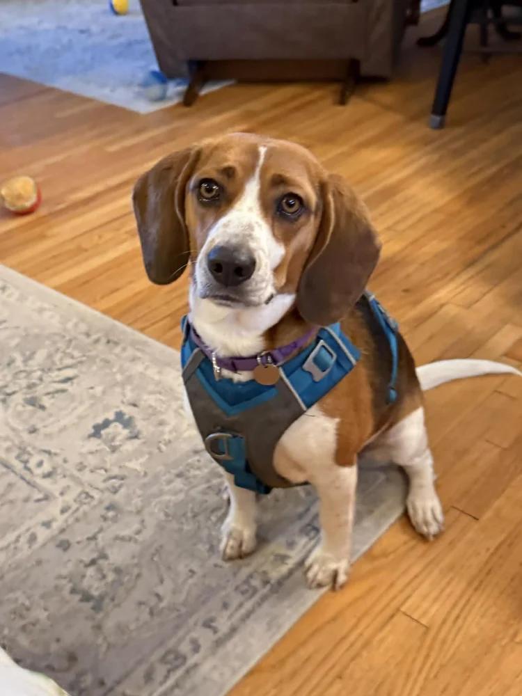 Enlarge Charlie, a ADOPTABLE Beagle in St. Paul, MN image 1/4