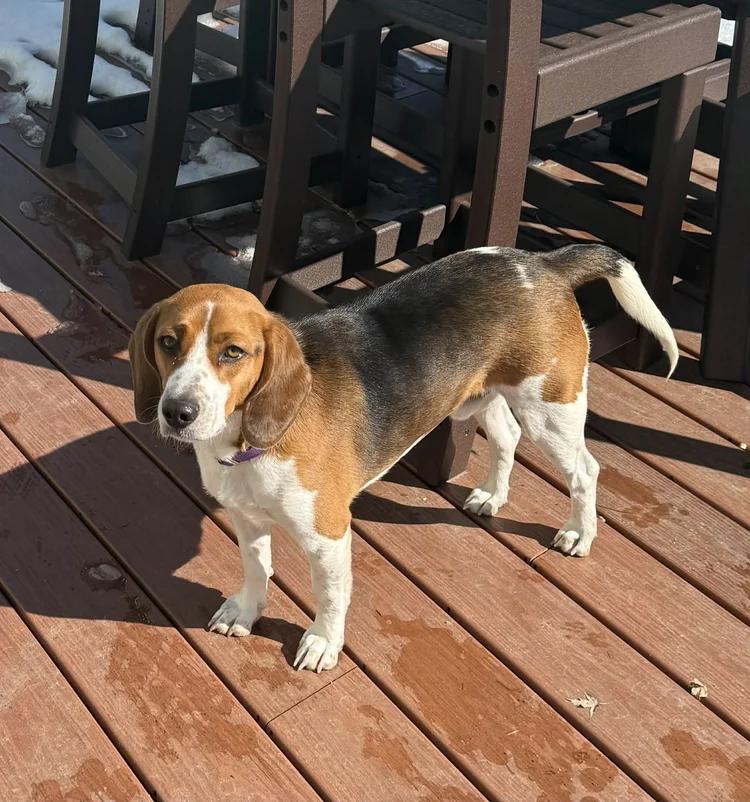 Enlarge Charlie, a ADOPTABLE Beagle in St. Paul, MN image 2/4