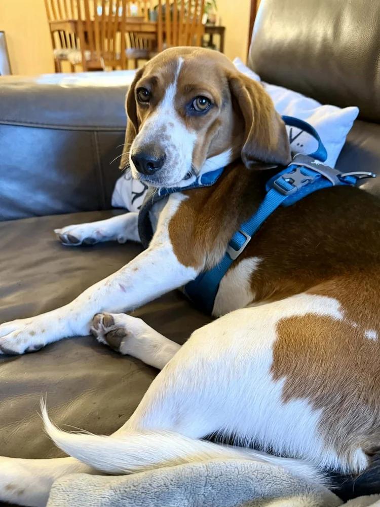 Enlarge Charlie, a ADOPTABLE Beagle in St. Paul, MN image 3/4