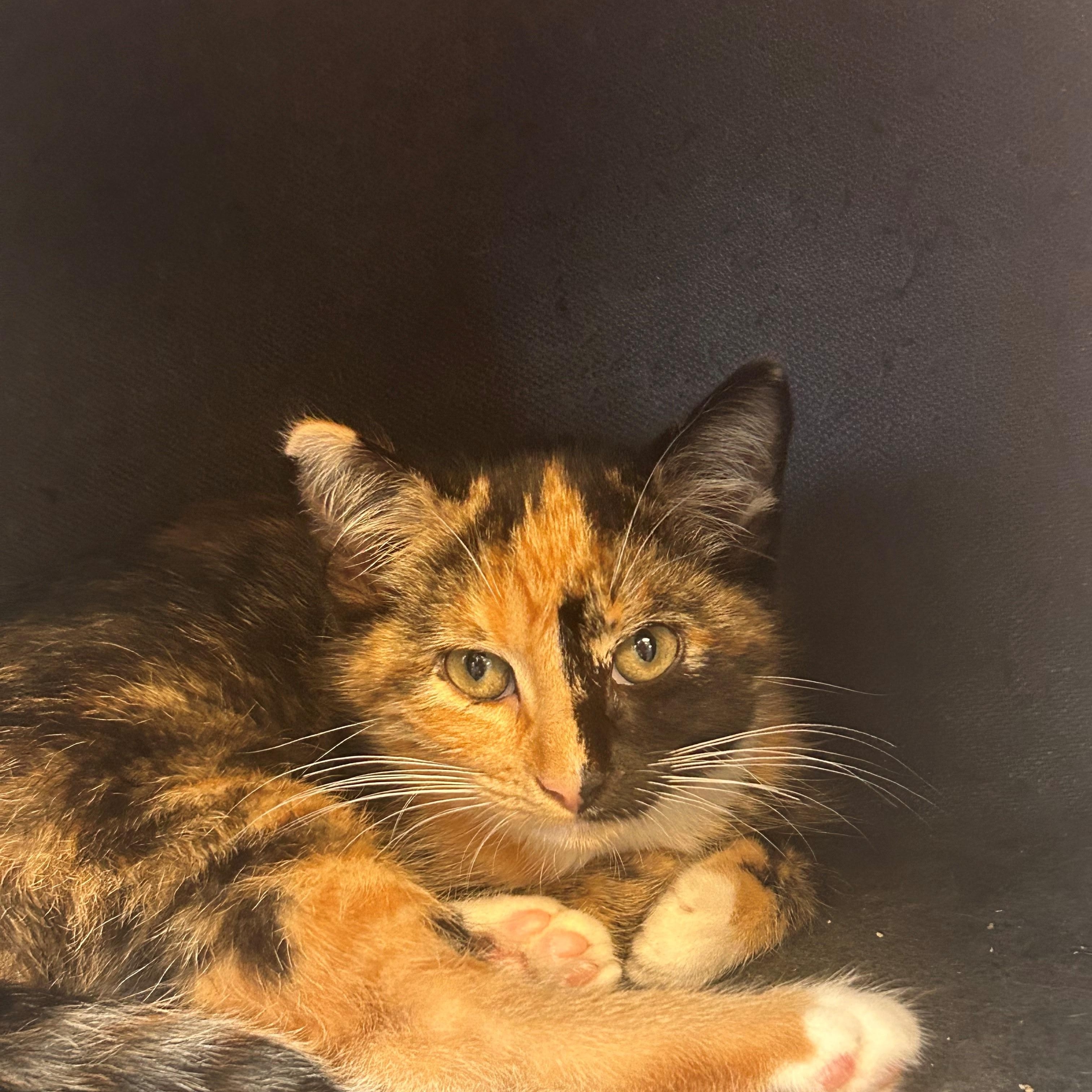 Confetti, Young Female Tortoiseshell
