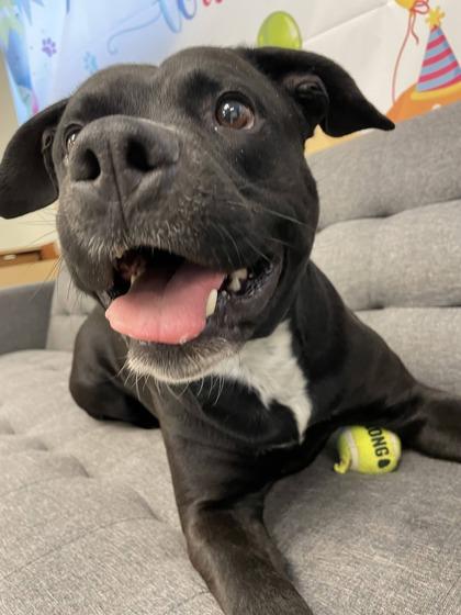 Cheddar, Adoptable, Adult Male Pit Bull Terrier & Mixed Breed.