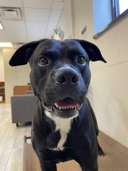 Cheddar, a Adoptable mixed breed in South Bend, IN image 2/3