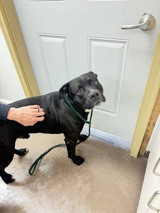 Enlarge Cheddar, a Adoptable mixed breed in South Bend, IN image 1/1