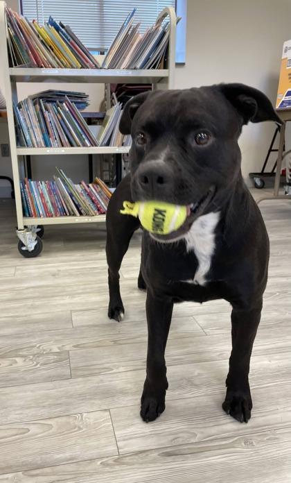 Cheddar, a Adoptable mixed breed in South Bend, IN image 3/3