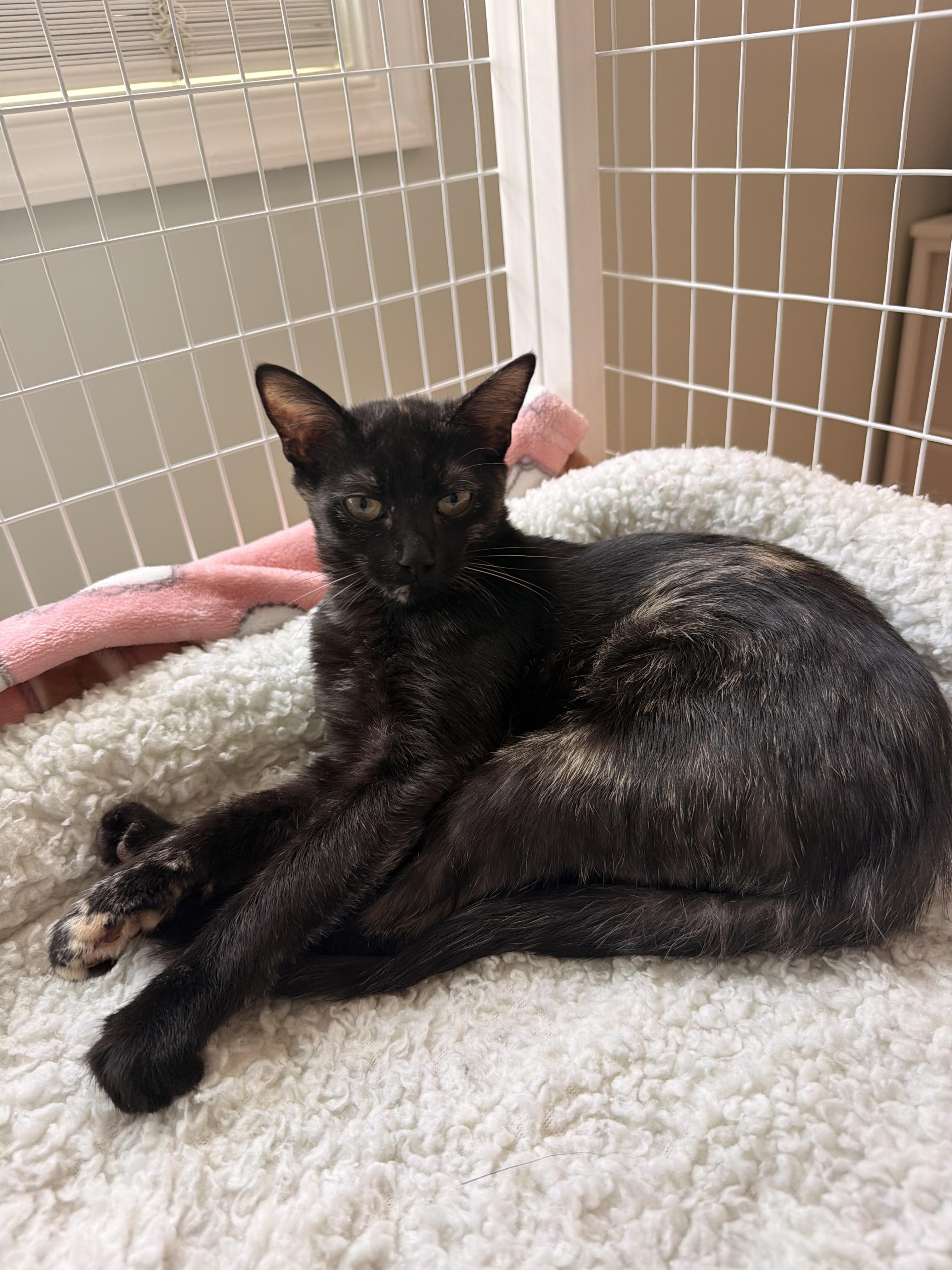 Enlarge Biscotti, a ADOPTABLE Tortoiseshell in Suffolk, VA image 1/1