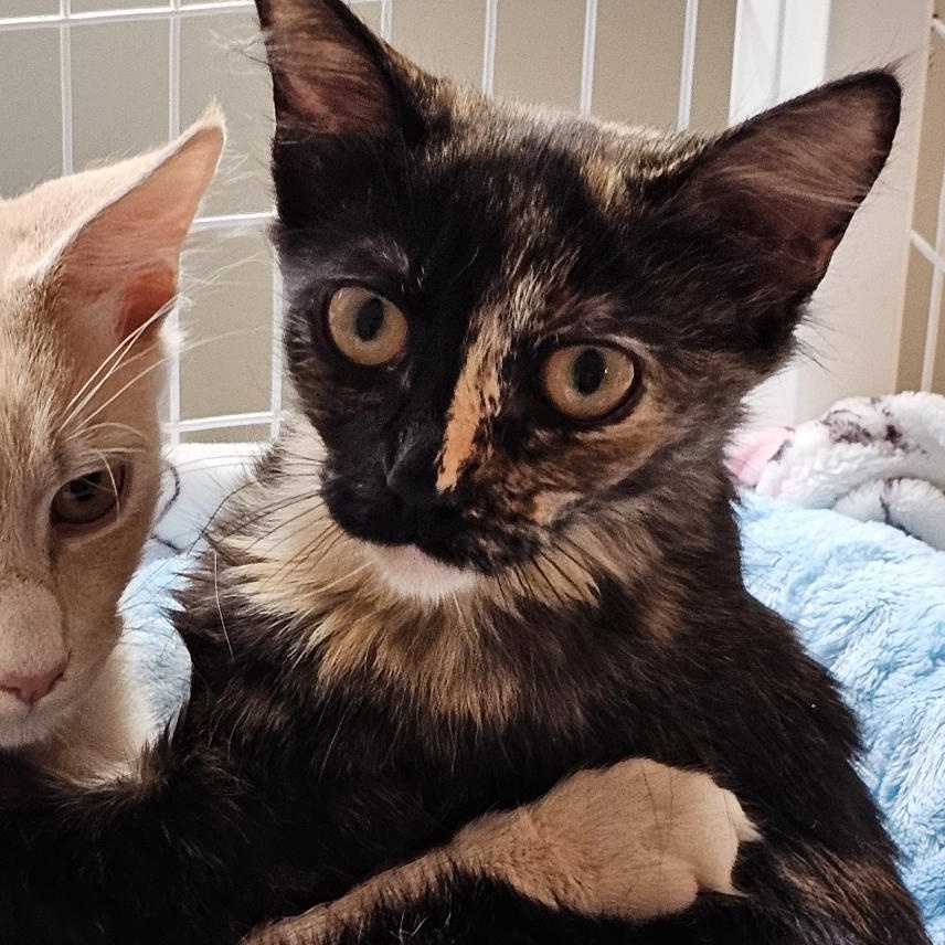 Biscotti (Tortie), ADOPTABLE, Kitten Female Tortoiseshell.