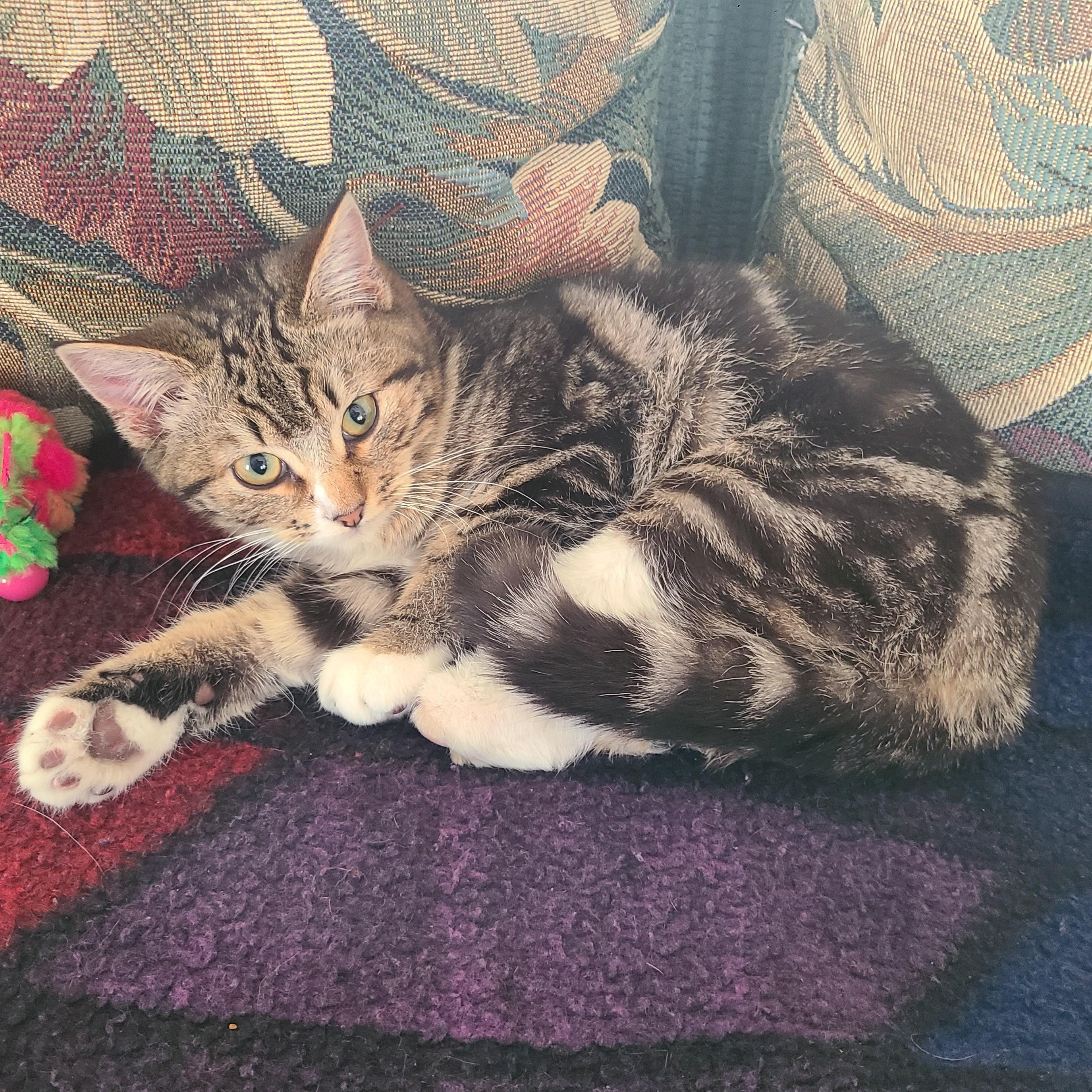 Benny, Adoptable, Young Male Domestic Short Hair.