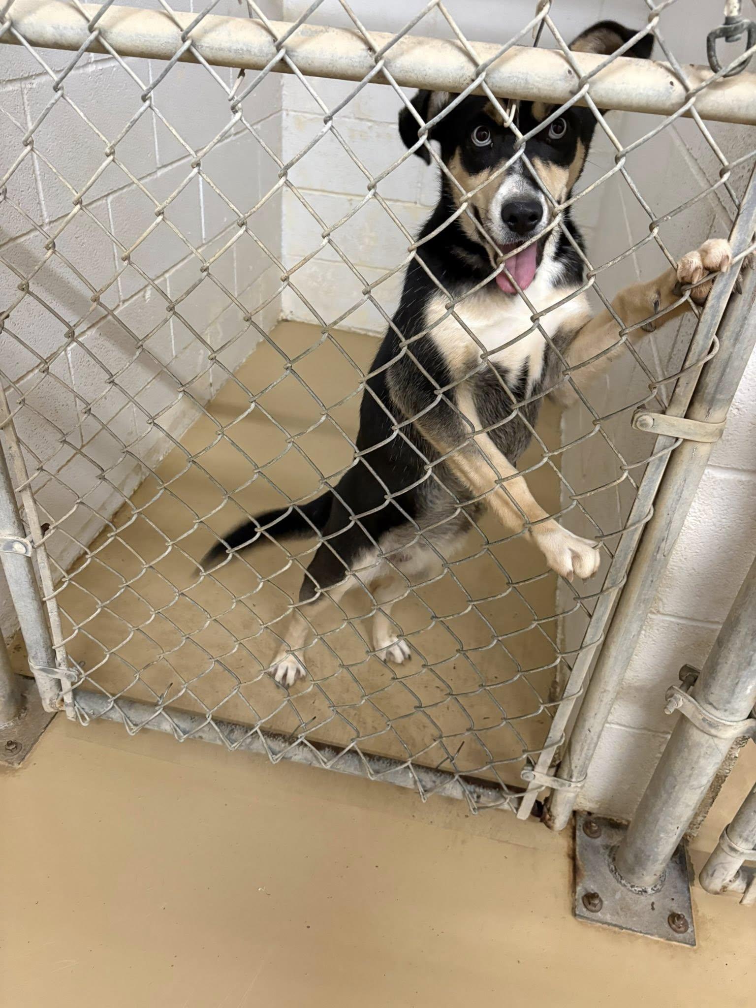 Enlarge husky mix, a ADOPTABLE mixed breed in Clyde, TX image 1/1
