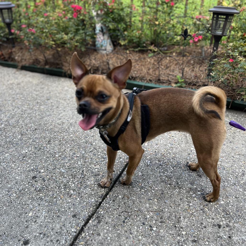 Enlarge Beignet, a Adoptable mixed breed in New Orleans, LA image 1/6