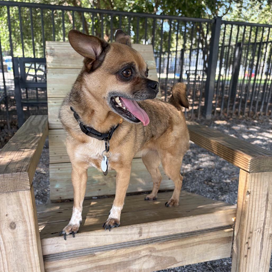 Enlarge Beignet, a Adoptable mixed breed in New Orleans, LA image 2/6