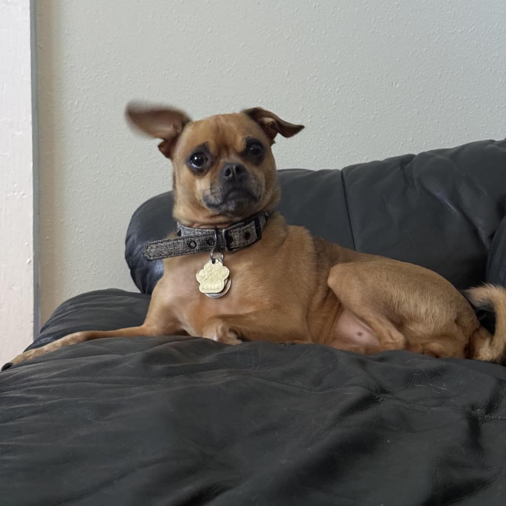 Enlarge Beignet, a Adoptable mixed breed in New Orleans, LA image 3/6