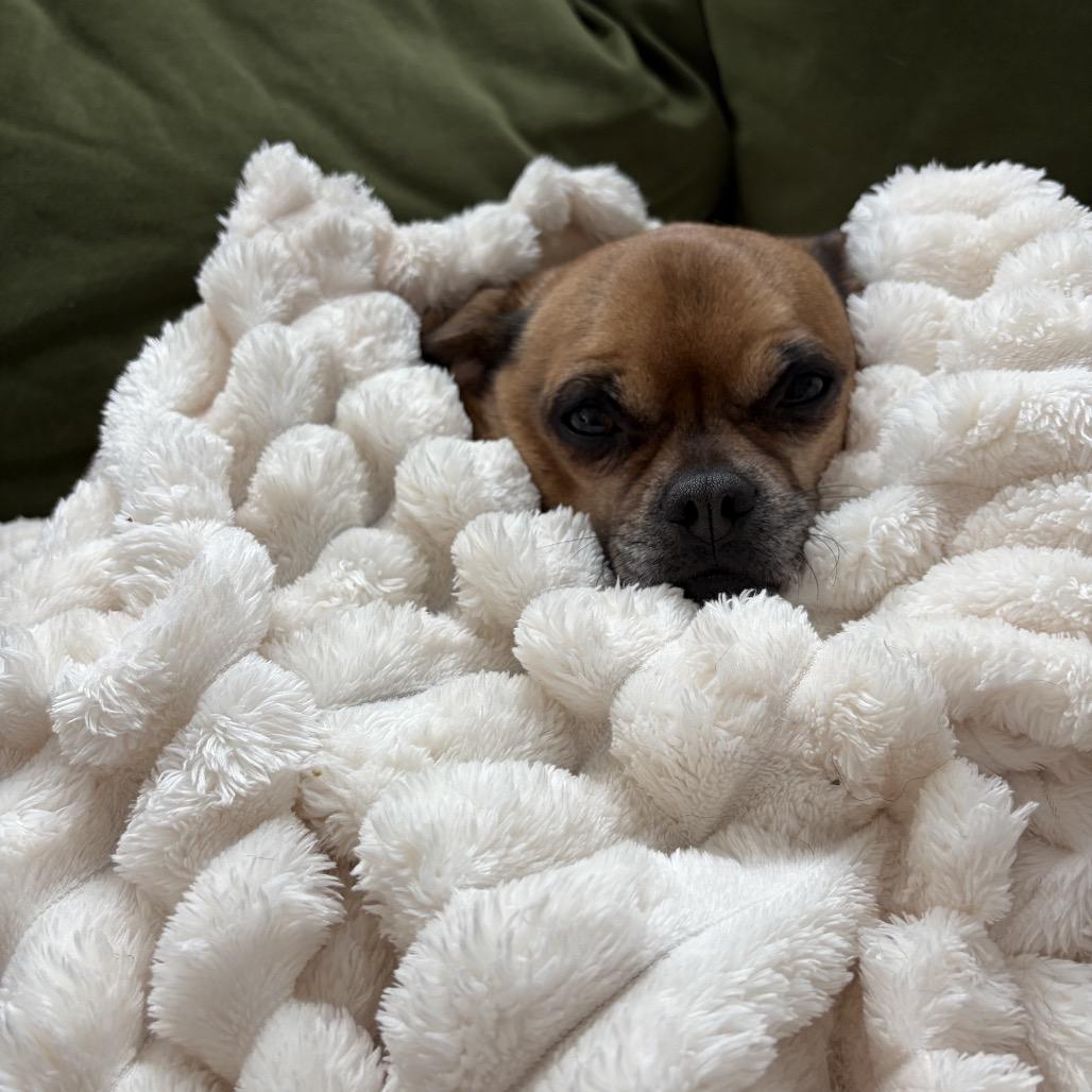 Enlarge Beignet, a Adoptable mixed breed in New Orleans, LA image 4/6
