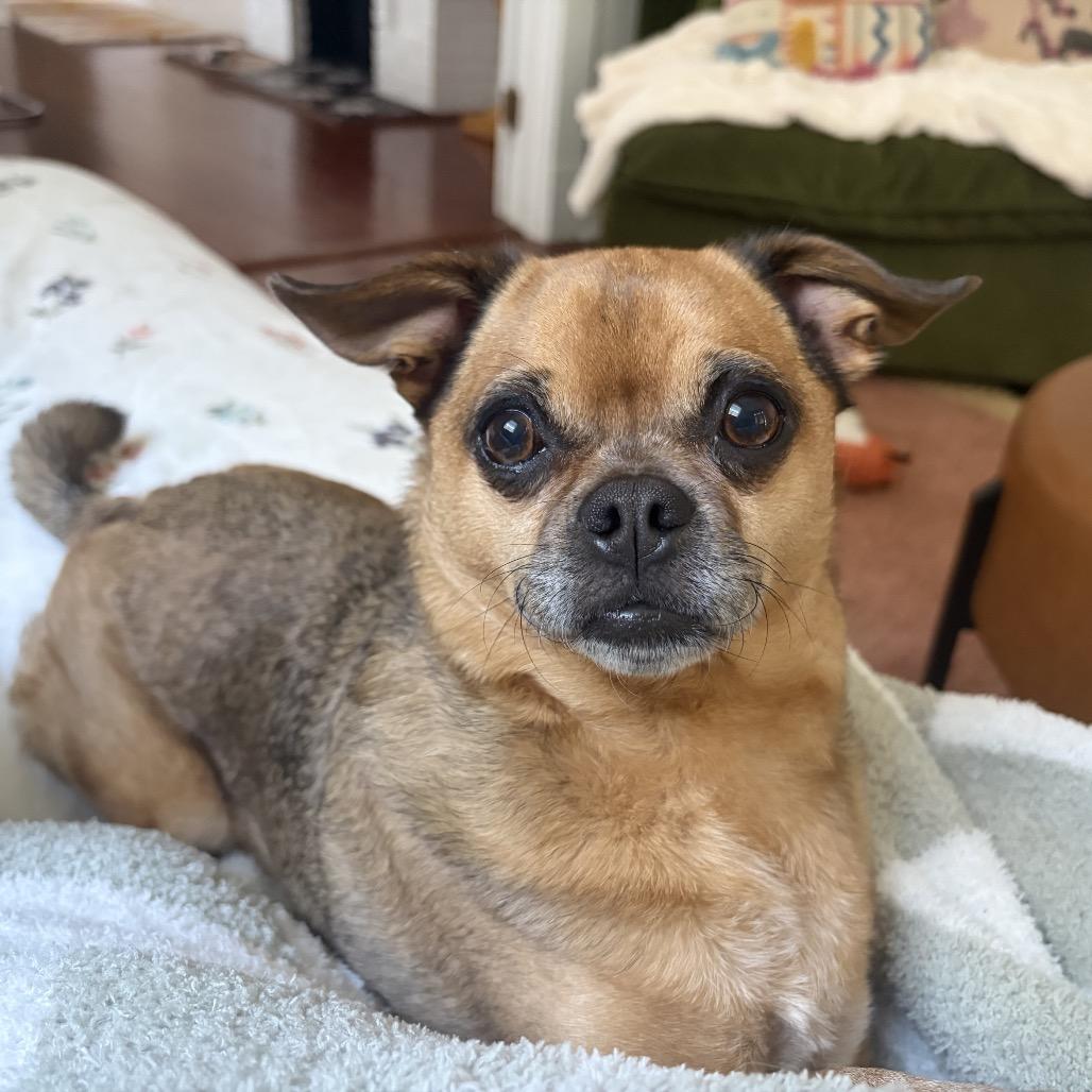 Enlarge Beignet, a Adoptable mixed breed in New Orleans, LA image 5/6