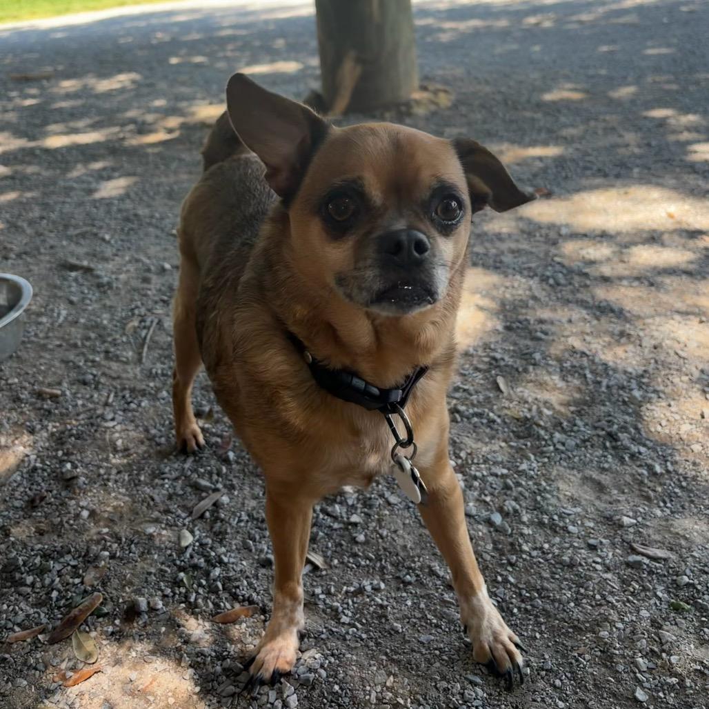 Enlarge Beignet, a Adoptable mixed breed in New Orleans, LA image 6/6