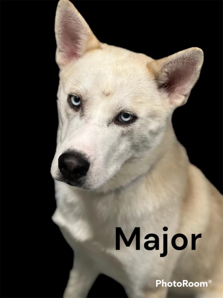 MAJOR/TOPAZ, Adopted, Adult Male Husky & Mixed Breed.