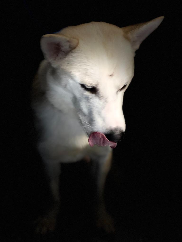 MAJOR/TOPAZ, a Adopted mixed breed in Moberly, MO image 2/4