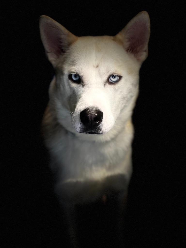 MAJOR/TOPAZ, a Adopted mixed breed in Moberly, MO image 3/4