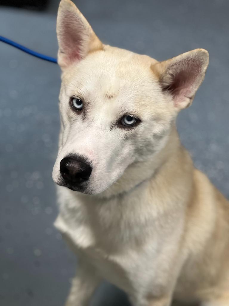 MAJOR/TOPAZ, a Adopted mixed breed in Moberly, MO image 4/4