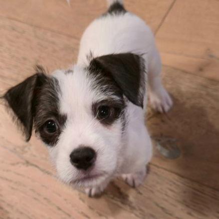 Enlarge Oreo, a Adopted mixed breed in Sunnyvale, CA image 1/1