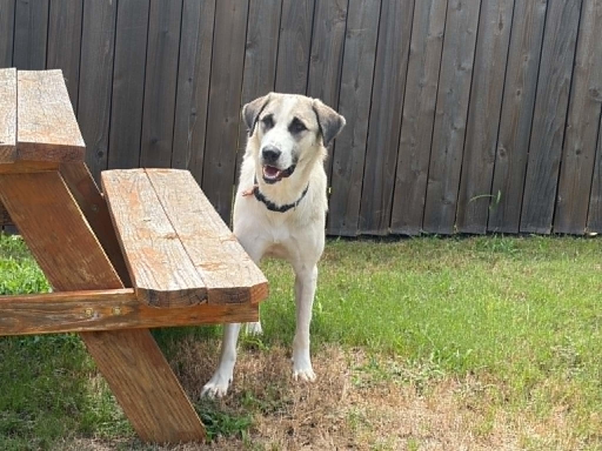 Enlarge Lua, a ADOPTABLE mixed breed in San Antonio, TX image 4/6