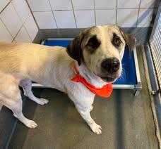Enlarge Lua, a ADOPTABLE mixed breed in San Antonio, TX image 5/6