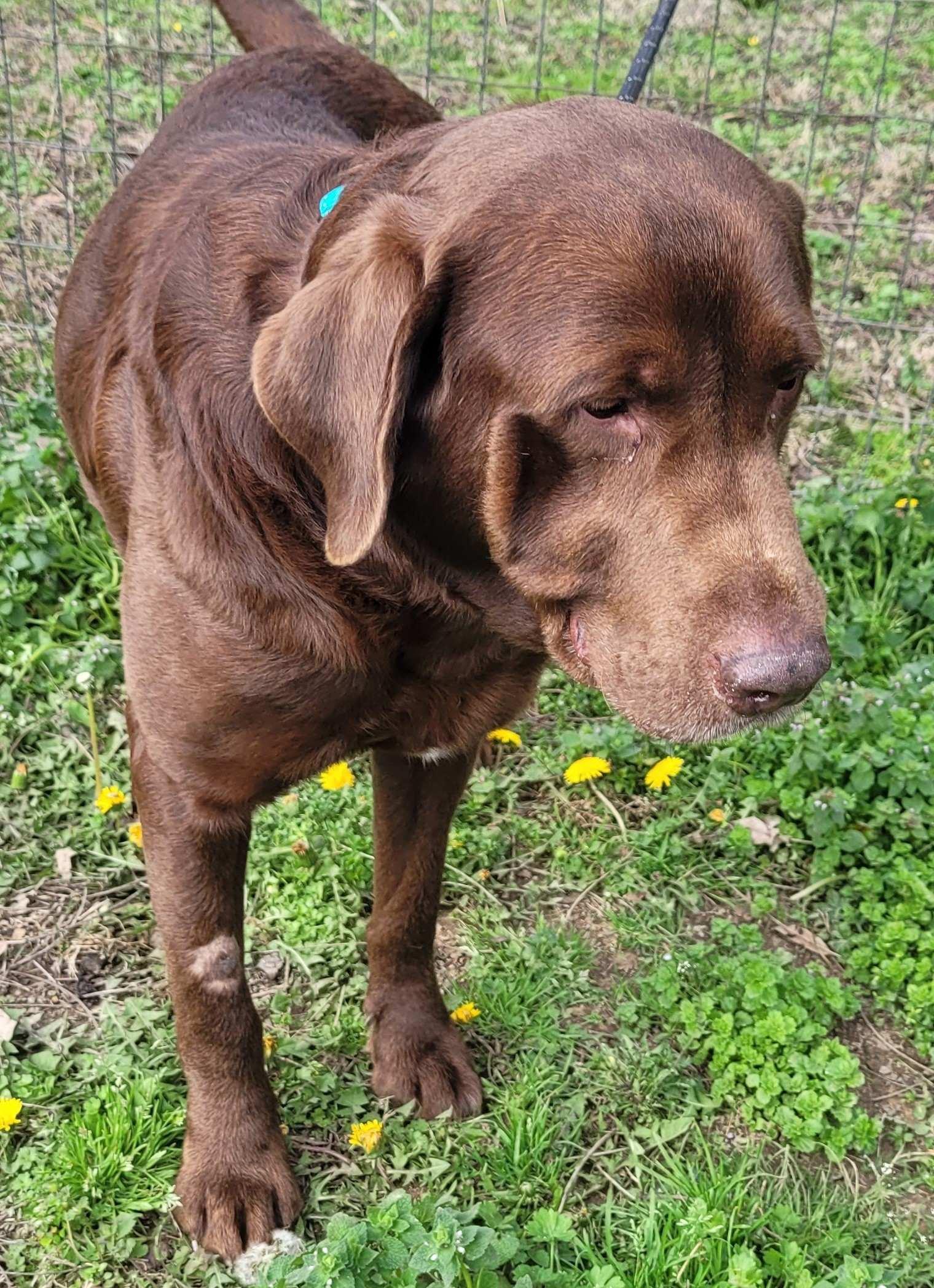 Enlarge Waylon #8, an adopted Chocolate Labrador Retriever in Killingworth, CT image 4/6