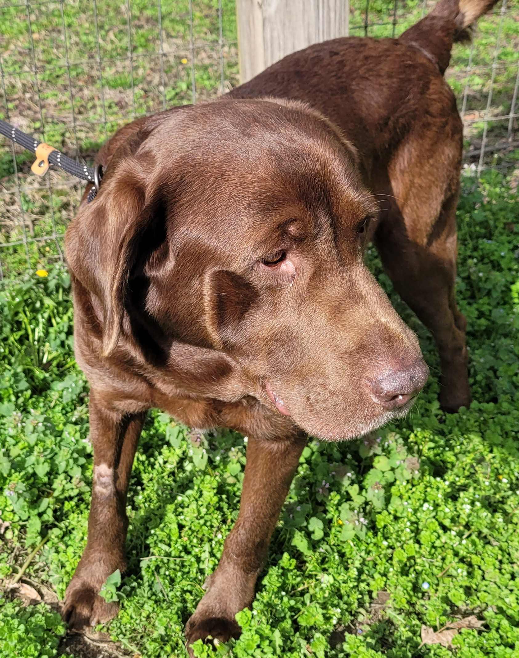 Enlarge Waylon #8, an adopted Chocolate Labrador Retriever in Killingworth, CT image 3/6