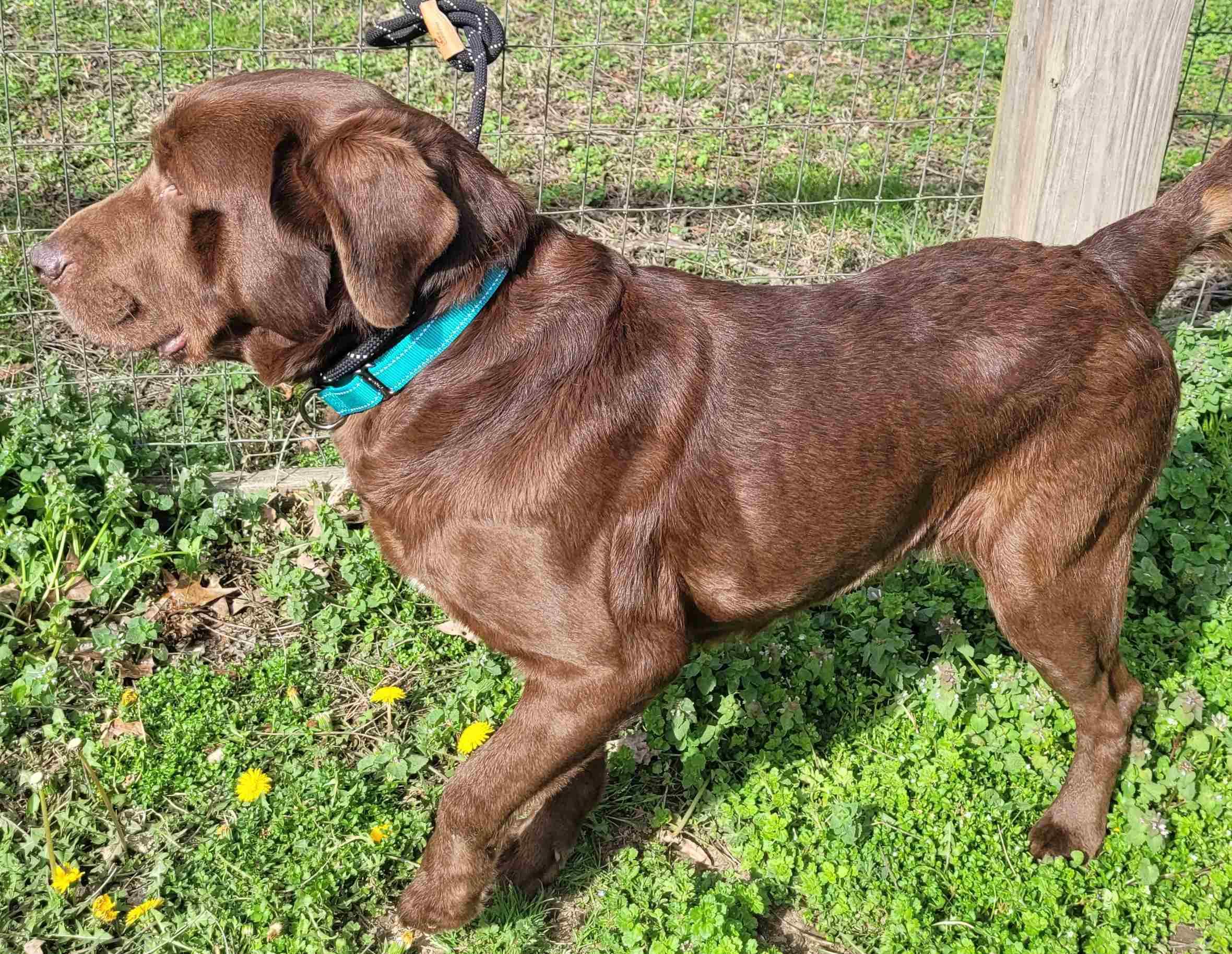 Enlarge Waylon #8, an adopted Chocolate Labrador Retriever in Killingworth, CT image 2/6