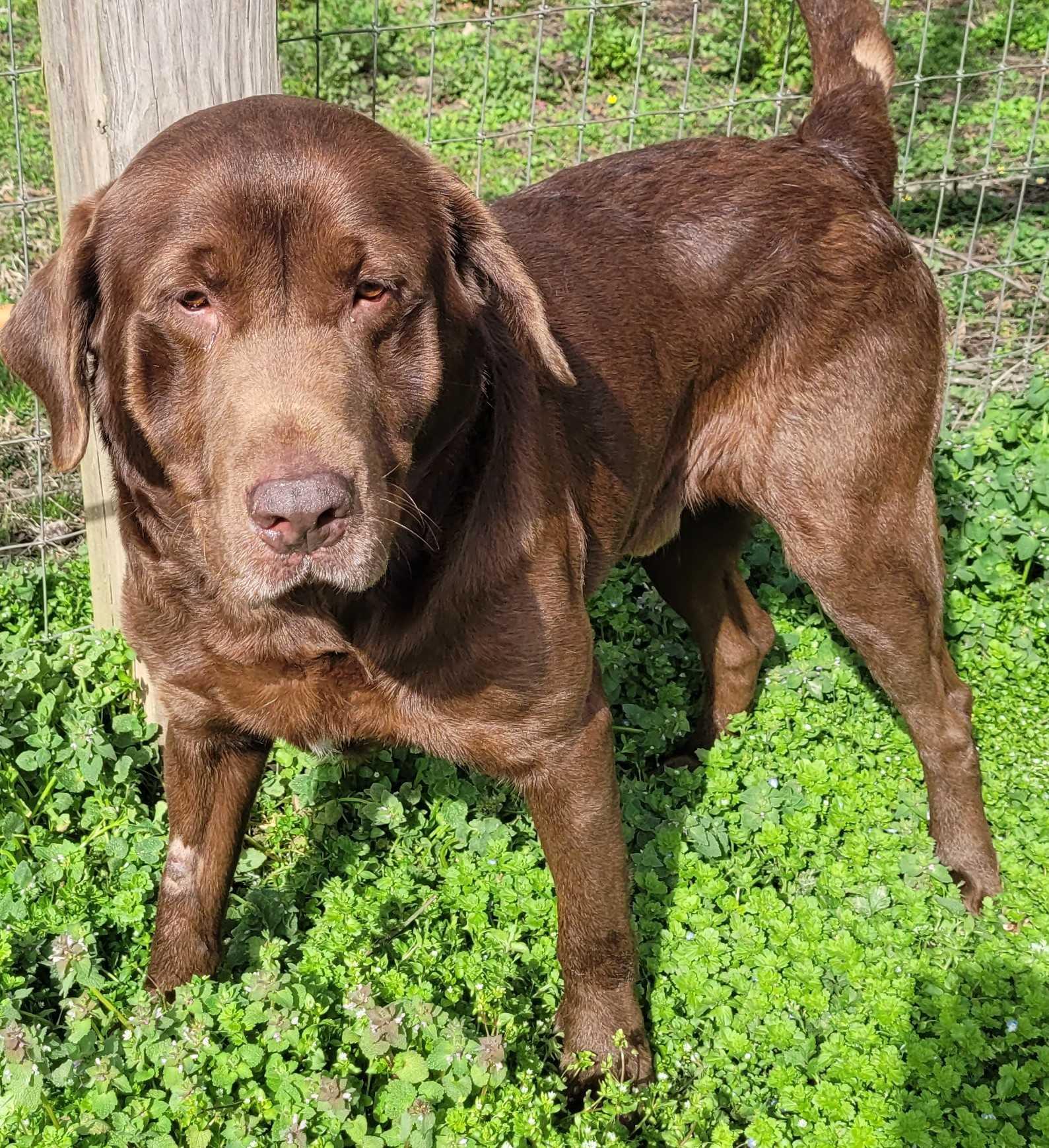 Enlarge Waylon #8, an adopted Chocolate Labrador Retriever in Killingworth, CT image 5/6