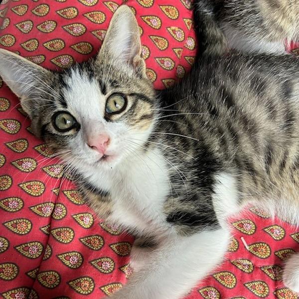 Enlarge Ramy, a Adoptable Domestic Short Hair in Bulverde, TX image 1/6