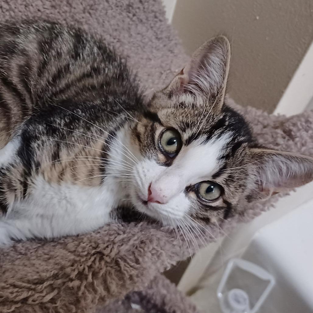 Enlarge Ramy, a Adoptable Domestic Short Hair in Bulverde, TX image 2/6