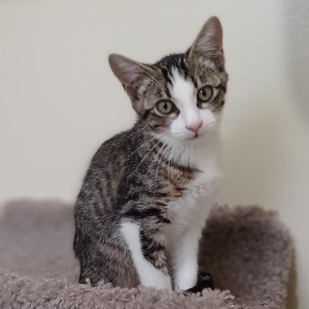 Enlarge Ramy, a Adoptable Domestic Short Hair in Bulverde, TX image 3/6