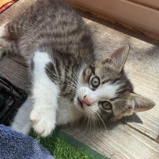 Enlarge Ramy, a Adoptable Domestic Short Hair in Bulverde, TX image 4/6