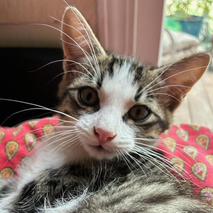 Enlarge Ramy, a Adoptable Domestic Short Hair in Bulverde, TX image 5/6