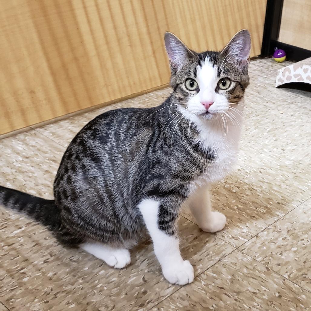 Enlarge Ramy, a Adoptable Domestic Short Hair in Bulverde, TX image 6/6