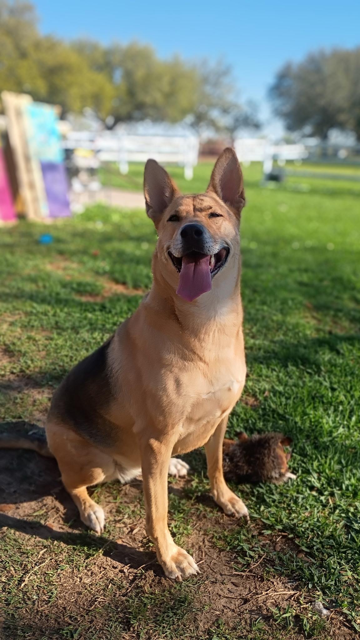 Enlarge Melody-Like Sunshine On Your Shoulders, a Adoptable mixed breed in Davenport, IA image 1/6