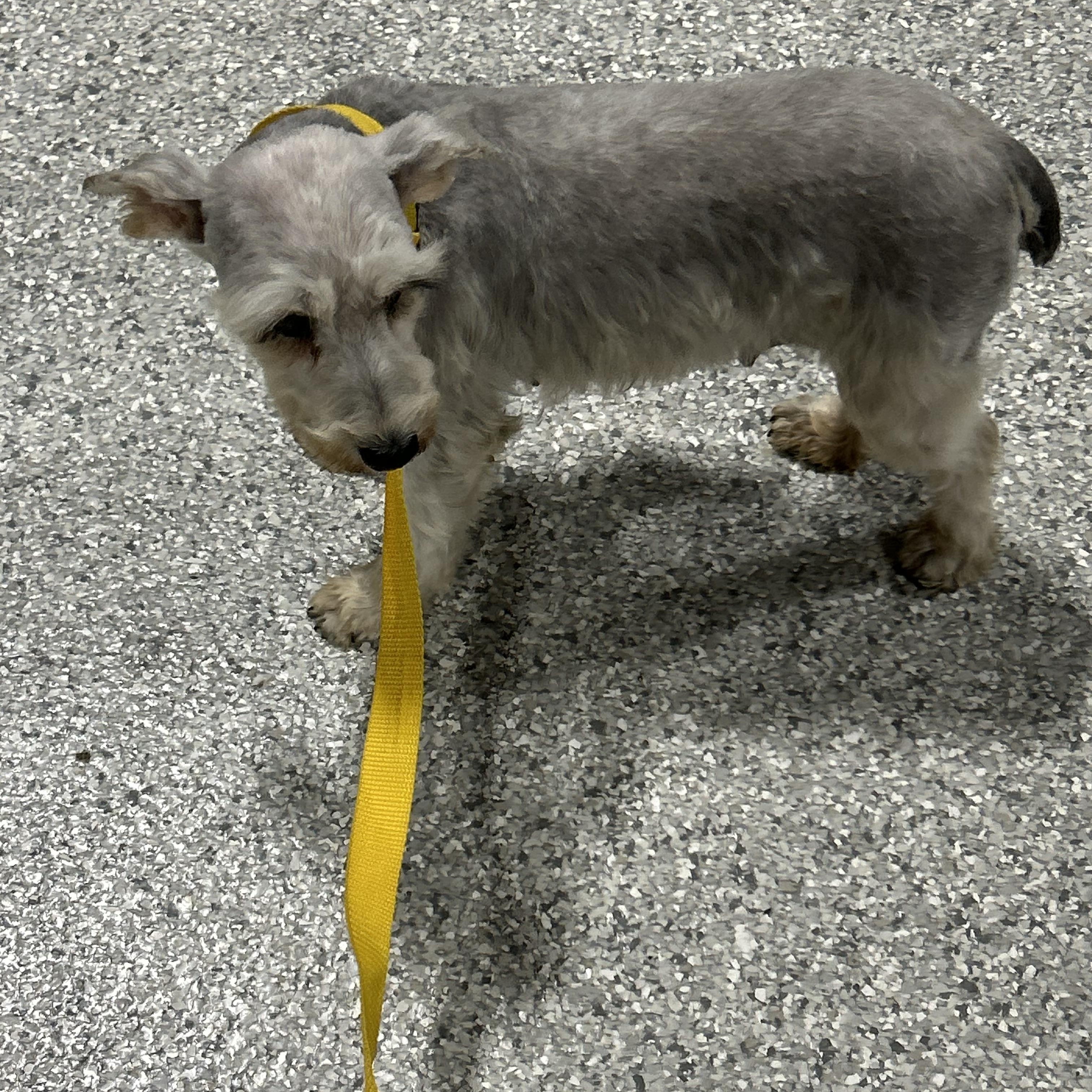 Harlet 12 lbs, a Adoptable Miniature Schnauzer in Antwerp, OH image 3/5