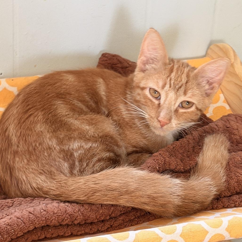 Gaston, Adoptable, Kitten Male Domestic Medium Hair.